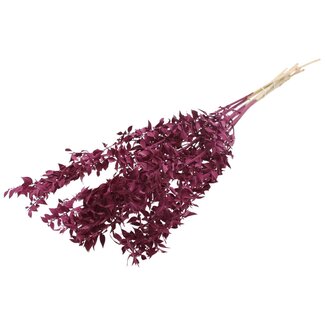 QC Gedroogde Ruscus | Kleur: Bordeauxrood | Muizendoorn Droogbloemen | Lengte ± 70 centimeter | Per 10 takken