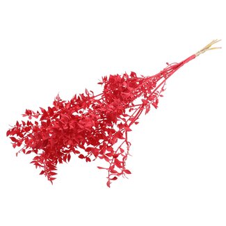 QC Gedroogde Ruscus | Kleur: Rood | Muizendoorn Droogbloemen | Lengte ± 70 centimeter | Per 10 takken