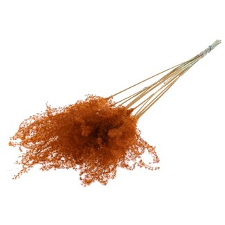 QC Gedroogde Prachtriet Pluimen | Kleur: Terracotta | Miscanthus Droogbloemen | Lengte ± 70 centimeter | 10 pluimen per bos | Per bos
