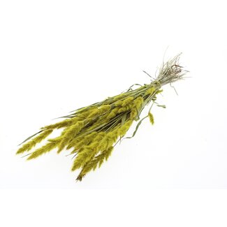 QC Gedroogd Polypogon Monspeliensis | Kleur: Geel | Baardgras Droogbloemen | Lengte ± 50 centimeter | Per bos
