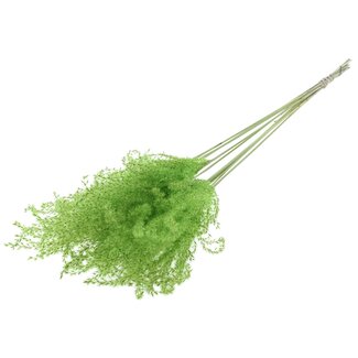 QC Gedroogde Prachtriet Pluimen | Kleur: Mintgroen | Miscanthus Droogbloemen | Lengte ± 70 centimeter | 10 pluimen per bos | Per bos