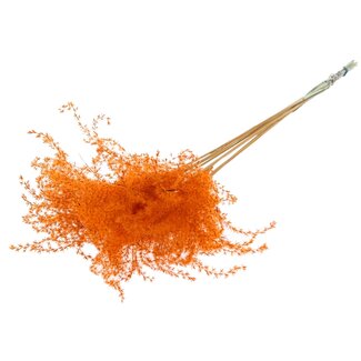 QC Dried Miscanthus Plumes | Colour: Orange | Miscanthus Dried Flowers | Length ± 70 centimetres | 10 plumes per bunch | Per bunch