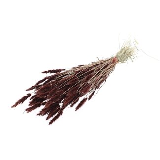 QC Gedroogd Polypogon Monspeliensis | Kleur: Bruin | Baardgras Droogbloemen | Lengte ± 50 centimeter | Per bos
