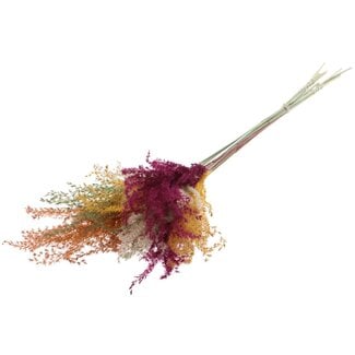 QC Gedroogde Prachtriet Pluimen “Pumpkin Spice Mix” | Kleur: Gemengde Kleuren | Miscanthus Droogbloemen | Lengte ± 70 centimeter | 10 pluimen per bos | Per bos