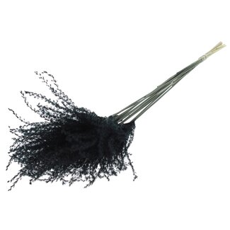 QC Dried Phragmites Plumes | Colour: Black | Miscanthus Dried Flowers | Length ± 70 centimetres | 10 plumes per bunch | Per bunch