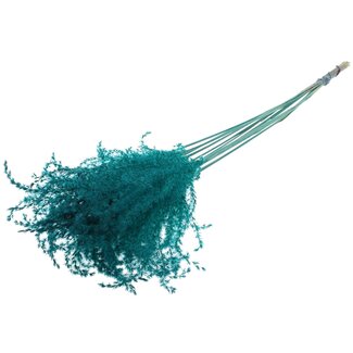 QC Dried Miscanthus Plumes | Colour: Turquoise | Miscanthus Dried Flowers | Length ± 70 centimetres | 10 plumes per bunch | Per bunch