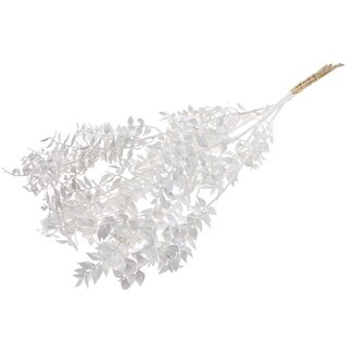 QC Gedroogde Ruscus | Kleur: Natuurlijk Wit | Muizendoorn Droogbloemen | Lengte ± 70 centimeter | Per 10 takken