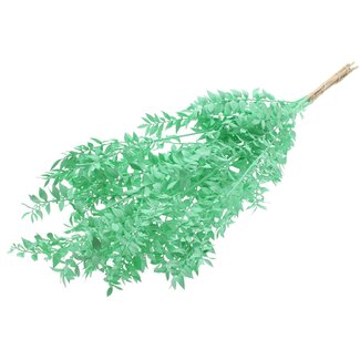 QC Gedroogde Ruscus | Kleur: Mintgroen | Muizendoorn Droogbloemen | Lengte ± 70 centimeter | Per 10 takken