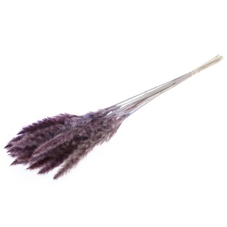 QC Gedroogde Fluffy Pampas Pluimen | Kleur: Milka Paars | Lengte ± 70 centimeter | 10 pluimen per bos | Per bos