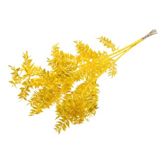 QC Gedroogde Ruscus | Kleur: Geel | Muizendoorn Droogbloemen | Lengte ± 70 centimeter | Per 10 takken