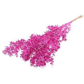 QC Gedroogde Ruscus | Kleur: Cerise | Muizendoorn Droogbloemen | Lengte ± 70 centimeter | Per 10 takken