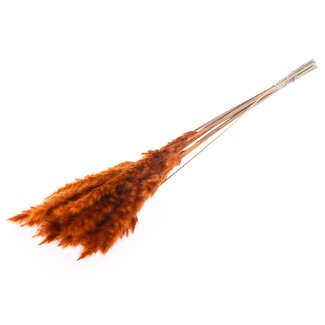 QC Gedroogde Fluffy Pampas Pluimen | Kleur: Oranje | Lengte ± 70 centimeter | 10 pluimen per bos | Per bos