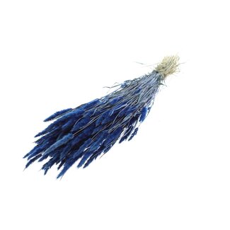 QC Gedroogd Polypogon Monspeliensis | Kleur: Donkerblauw | Baardgras Droogbloemen | Lengte ± 50 centimeter | Per bos