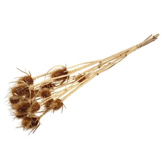 QC Gedroogde Distels | Kleur: Antiek Goud | Goudkleurige Cardistella Droogbloemen | Lengte ± 70 centimeter | 5 takken per bos | Per bos