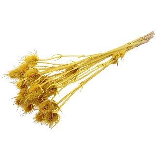 QC Gebleekte Gedroogde Distels | Kleur: Geel | Cardistella Droogbloemen | Lengte ± 55 centimeter | 10 takken per bos | Per bos