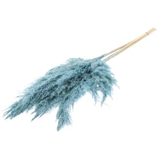 QC Gedroogde Gebleekte Pampas Pluimen | Kleur: Frosted Lichtblauw | Lengte ± 100 centimeter | 5 pluimen per bos | Per bos