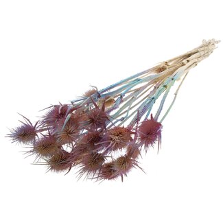QC Roze Gebleekte Gedroogde Distels | Kleur: Gemengde Kleuren | Cardistella Droogbloemen | Lengte ± 55 centimeter | 10 takken per bos | Per bos