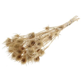 QC Gebleekte Gedroogde Distels | Cardistella Droogbloemen | Lengte ± 55 centimeter | 10 takken per bos | Per bos