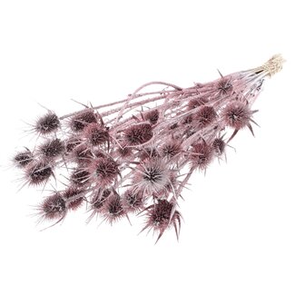 QC Gedroogde Distels met Glitter | Kleur: Champagne | Cardistella Droogbloemen | Lengte ± 55 centimeter | 10 takken per bos | Per bos