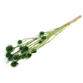QC Gedroogde Distels | Kleur: Lichtgroen | Cardistella Droogbloemen | Lengte ± 70 centimeter | 5 takken per bos | Per bos