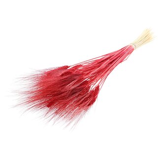 QC Gedroogde Gebleekte Baardtarwe | Kleur: Rood | Triticum Beard Droogbloemen | Lengte ± 70 centimeter | Gewicht 150 gram | Per bos