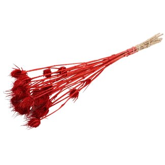 QC Gedroogde Distels | Kleur: Rood | Cardistella Droogbloemen | Lengte ± 55 centimeter | 10 takken per bos | Per bos