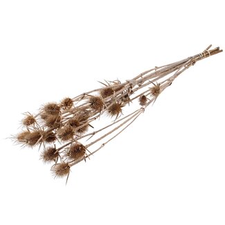 QC Gedroogde Distels | Kleur: Frosted Wit | Cardistella Droogbloemen | Lengte ± 70 centimeter | 5 takken per bos | Per bos