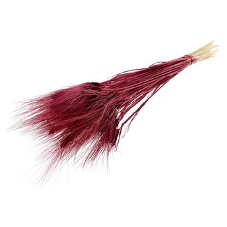 QC Gedroogde Gebleekte Baardtarwe | Kleur: Bordeauxrood | Triticum Beard Droogbloemen | Lengte ± 70 centimeter | Gewicht 150 gram | Per bos