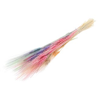 QC Gedroogde Gebleekte Baardtarwe | Kleur: Pastel Mix | Triticum Droogbloemen | Lengte 70 centimeter | Gewicht 150 gram | Per bos