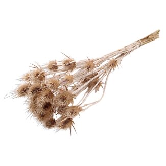 QC Gedroogde Distels | Kleur: Frosted Wit | Cardistella Droogbloemen | Lengte ± 55 centimeter | 10 takken per bos | Per bos