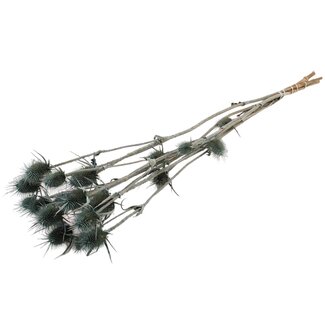 QC Gedroogde Distels | Kleur: Frosted Blauwgroen | Cardistella Droogbloemen | Lengte ± 70 centimeter | 5 takken per bos | Per bos