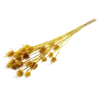QC Gedroogde Distels | Kleur: Geel | Cardistella Droogbloemen | Lengte ± 70 centimeter | 5 takken per bos | Per bos