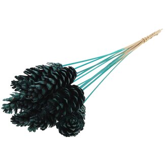 QC Strobus Dennenappel op stok | Kleur: Turquoise | Dennenappel Bijsteker | Lengte ± 50 centimeter | 10 bijstekers per bos