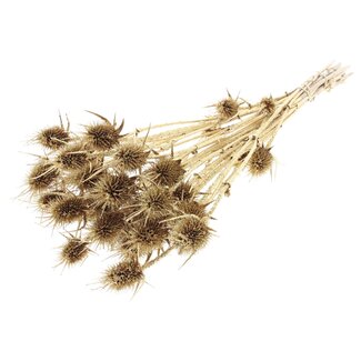 QC Gedroogde Distels met Glitter | Kleur: Antiek Goud | Goudkleurige Cardistella Droogbloemen | Lengte ± 55 centimeter | 10 takken per bos | Per bos