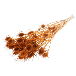 QC Gedroogde Distels | Kleur: Terracotta | Cardistella Droogbloemen | Lengte ± 55 centimeter | 10 takken per bos | Per bos