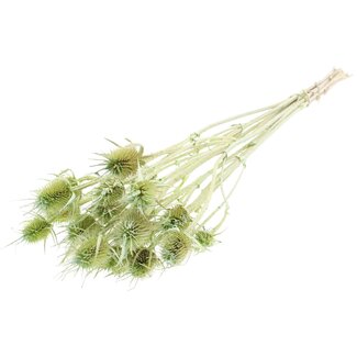 QC Gedroogde Distels | Kleur: Pearl Mintgroen | Cardistella Droogbloemen | Lengte ± 55 centimeter | 10 takken per bos | Per bos