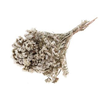 QC Natural White Dried Statice | Statice Dried Flowers | Length ± 45 centimetre | Per bunch