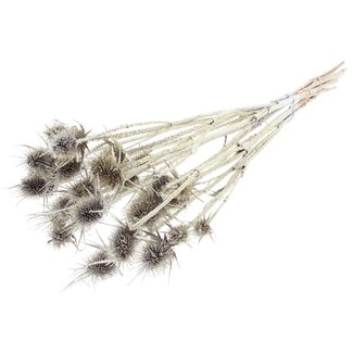 QC Gedroogde Distels met Glitter | Kleur: Platina | Platinakleurige Cardistella Droogbloemen | Lengte ± 55 centimeter | 10 takken per bos | Per bos