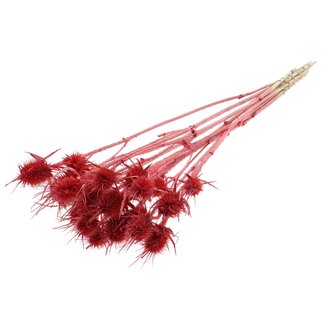 QC Gedroogde Distels | Kleur: Pearl Koraalrood | Cardistella Droogbloemen | Lengte ± 55 centimeter | 10 takken per bos | Per bos
