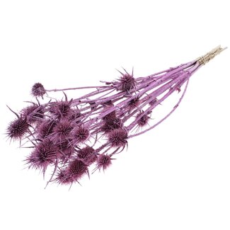 QC Gedroogde Distels met Glitter | Kleur: Metallic Roze | Cardistella Droogbloemen | Lengte ± 55 centimeter | 10 takken per bos | Per bos