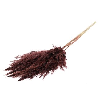 QC Gedroogde Gebleekte Pampas Pluimen | Kleur: Bruin | Lengte ± 100 centimeter | 5 pluimen per bos | Per bos