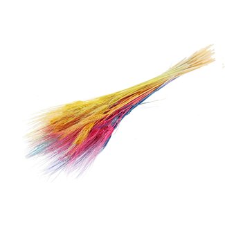 QC Gedroogde Gebleekte Baardtarwe | Kleur: Rainbow Mix | Triticum Droogbloemen | Lengte 70 centimeter | Gewicht 150 gram | Per bos