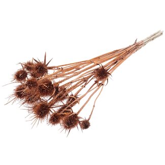 QC Gedroogde Distels met Glitter | Kleur: Koper | Koperkleurige Cardistella Droogbloemen | Lengte ± 55 centimeter | 10 takken per bos | Per bos