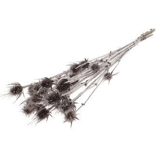 QC Gedroogde Distels | Kleur: Champagne | Cardistella Droogbloemen | Lengte ± 70 centimeter | 5 takken per bos | Per bos