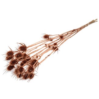 QC Gedroogde Distels | Kleur: Koper | Koperkleurige Cardistella Droogbloemen | Lengte ± 70 centimeter | 5 takken per bos | Per bos