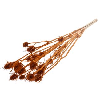 QC Gedroogde Distels | Kleur: Terracotta | Cardistella Droogbloemen | Lengte ± 70 centimeter | 5 takken per bos | Per bos