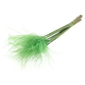 QC Gedroogd Stipa Vedergras | Kleur: Lichtgroen | Stypha Penata Droogbloemen | Lengte ± 60 centimeter | 10 pluimpjes per bos | Per bos
