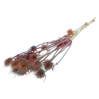 QC Gebleekte Gedroogde Distels | Kleur: Gemengde Kleuren Roze | Cardistella Droogbloemen | Lengte ± 70 centimeter | 5 takken per bos | Per bos