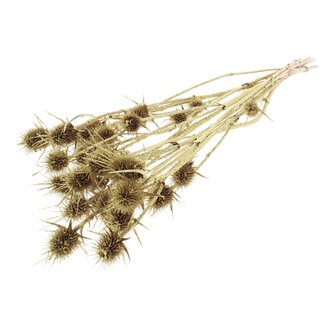 QC Gedroogde Distels met Glitter | Kleur: Gouden | Goudkleurige Cardistella Droogbloemen | Lengte ± 55 centimeter | 10 takken per bos | Per bos