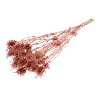 QC Gedroogde Distels | Kleur: Pearl Roze | Cardistella Droogbloemen | Lengte ± 55 centimeter | 10 takken per bos | Per bos
